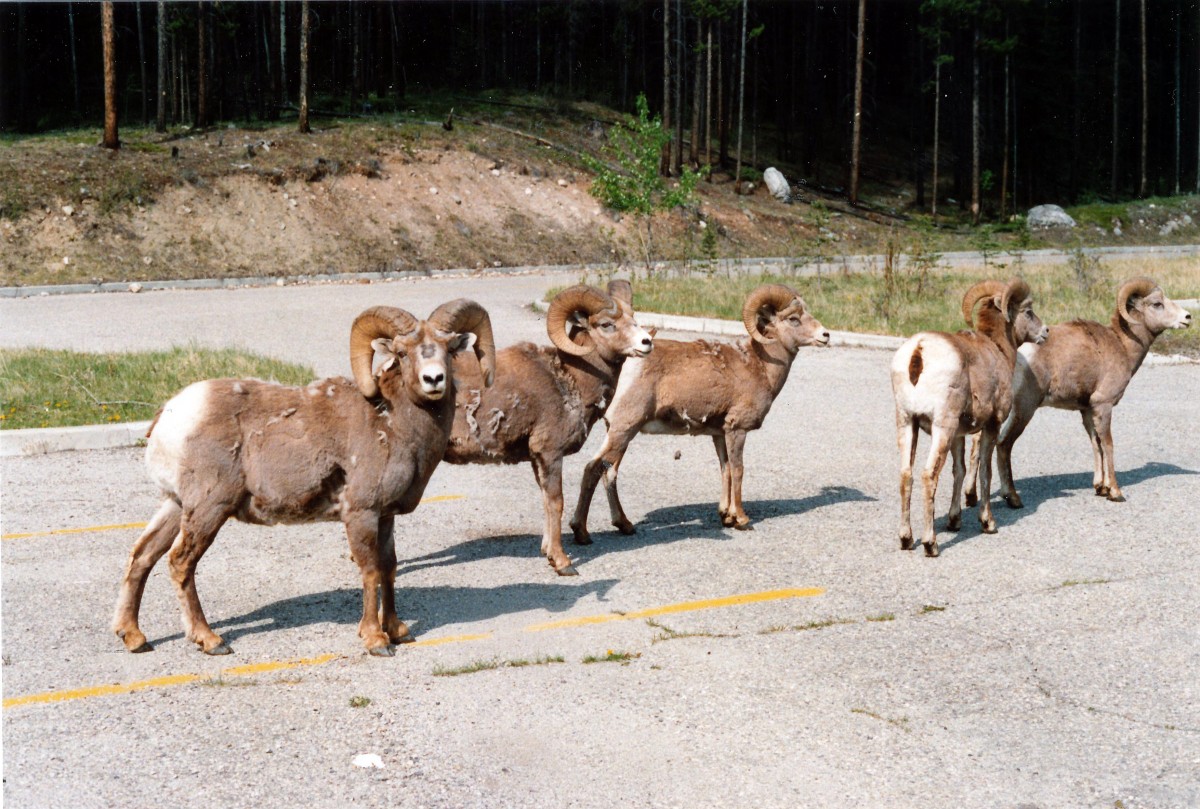  Bergziege (Oreamnos americanus) im kanadischen Yukon Provinz. Aufnahme: Juni 1987.