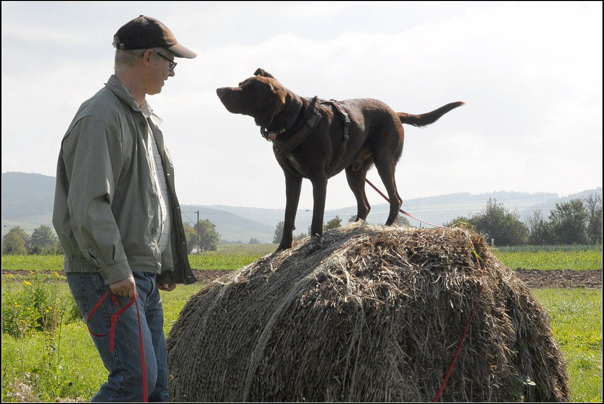 . Bitte lass mich ein Leckerli suchen -

... will mir Louis ein Labrador-Mischling da sagen. Da ich in hier an dieser Strohrolle schon fters ihn habe eines suchen lassen, erwartet er es natrlich dieses mal auch. Hunde sind doch schon auch Gewohnheitstiere.

Remstal, 23.09.2014 (J)