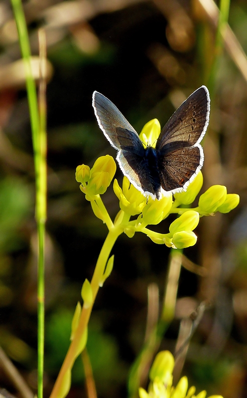 . Brauner Feuerfalter (Lycaena tityrus) im Abendlicht. 03.07.2014. (Jeanny)