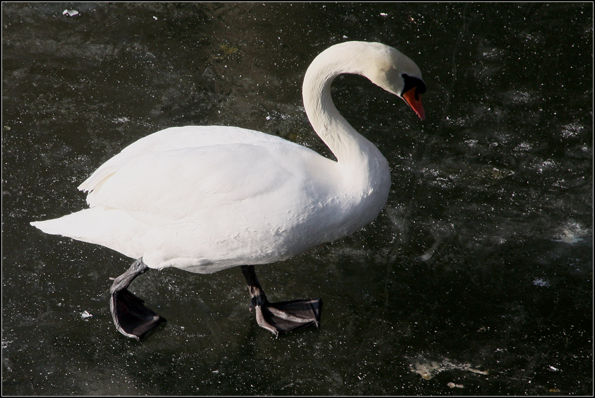 . Da muss sich auch ein Schwan konzentrieren -

... beim Laufen auf einem zugefrorenen Fluss. Schwbisch Hall am Kocher.

22.01.2017 (M)