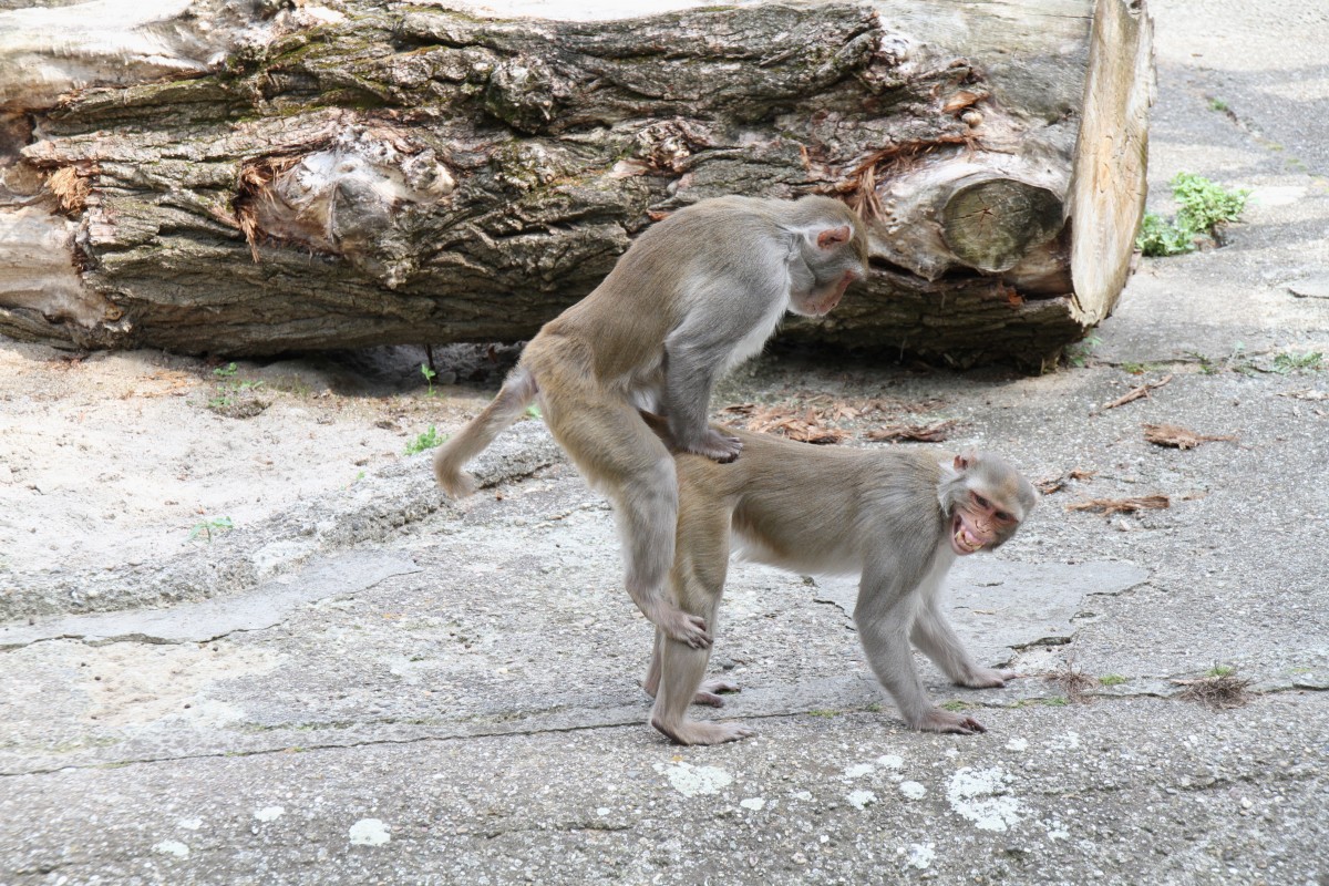 ... dann gleich zur Sache kommen.
Rhesusaffe (Macaca mulatta) am 25.7.2010 im Zoo Heildelberg.