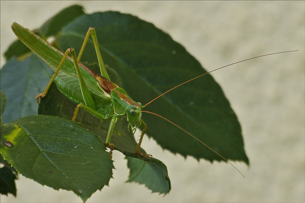 . Das Mnnchen der Art Grnes Heupferd (Tettigonia viridissima) liess mich nicht aus den Augen. 26.08.2014 (Hans)