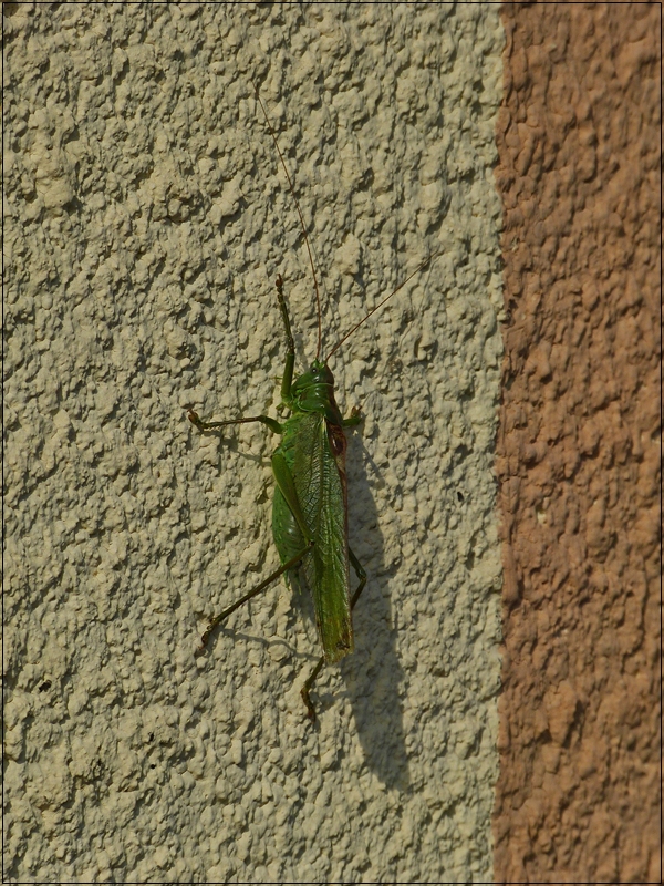 . Das Mnnchen der Art Grnes Heupferd (Tettigonia viridissima), als Fassadenkletterer unterwegs. 02.10.2014 (Hans)