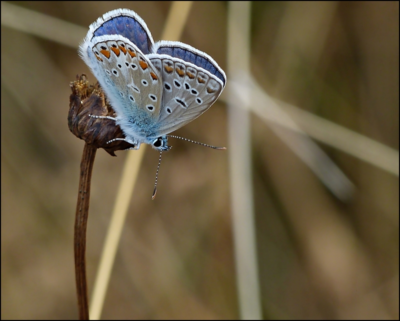 . Das Mnnchen des Hauhechel-Blulings (Polyommatus icarus) mit geschlossenen Flgeln. 25.07.2013 (Jeanny)