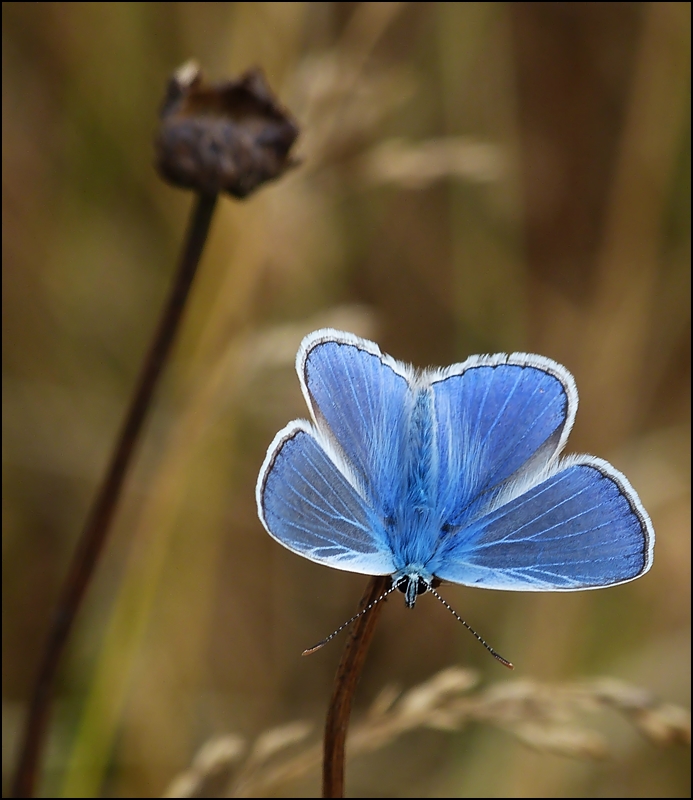 . Das Mnnchen des Hauhechel-Blulings (Polyommatus icarus) mit geffneten Flgeln. 25.07.2013 (Jeanny)