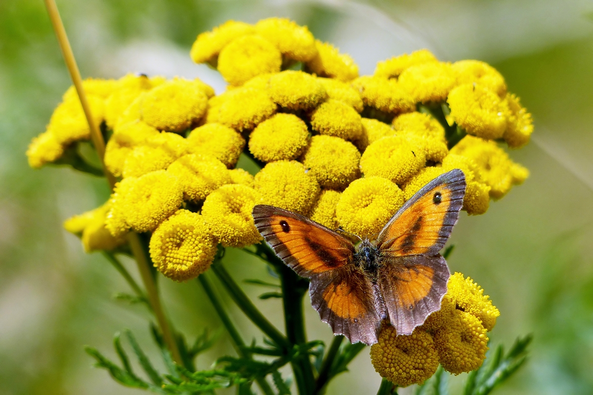 . Das Rotbraune Ochsenauge (Pyronia tithonus) mit geffneten Flgeln. 15.07.2014 (Jeanny)