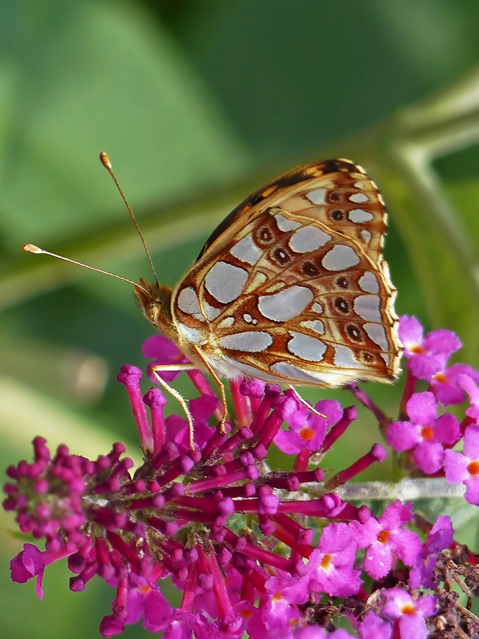 . Der Kleine Perlmutterfalter (Issoria lathonia, Syn. Argynnis lathonia) mit geschlossenen Flgeln. 13.08.2015  (Jeanny)