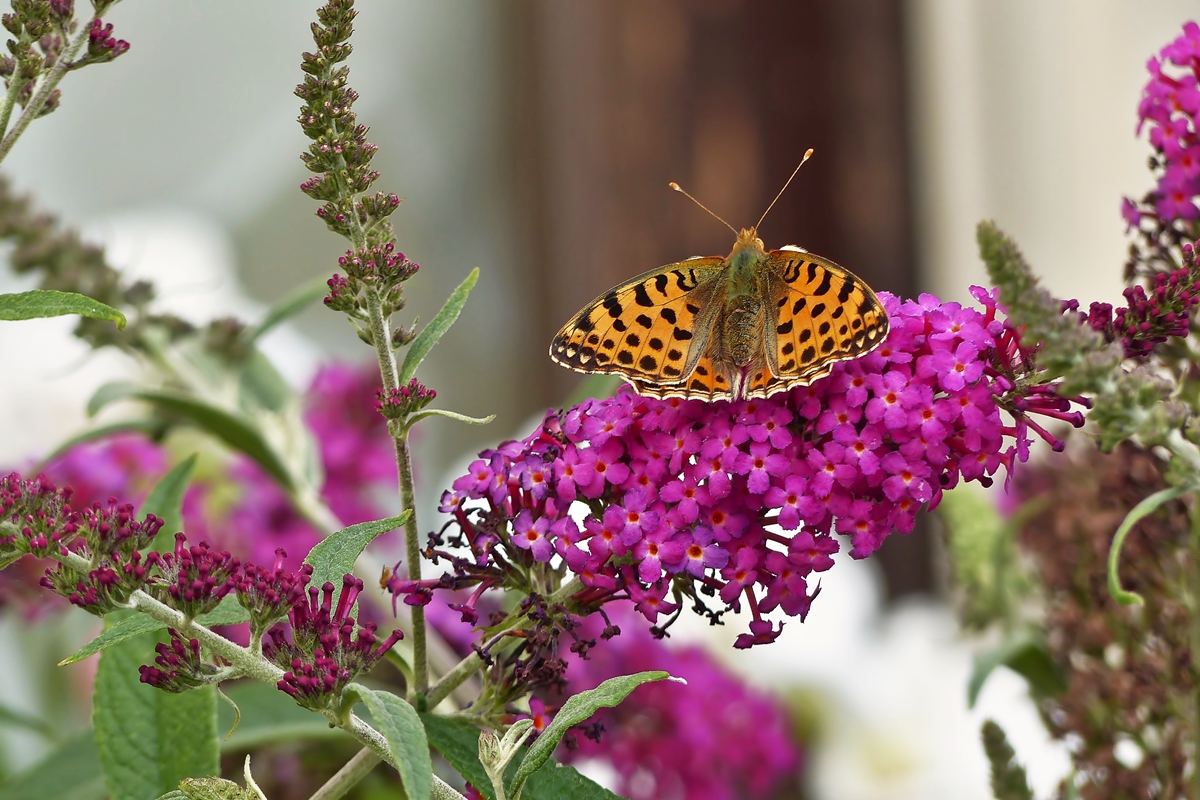 . Der Kleine Perlmutterfalter (Issoria lathonia, Syn. Argynnis lathonia). 13.08.2015  (Jeanny)