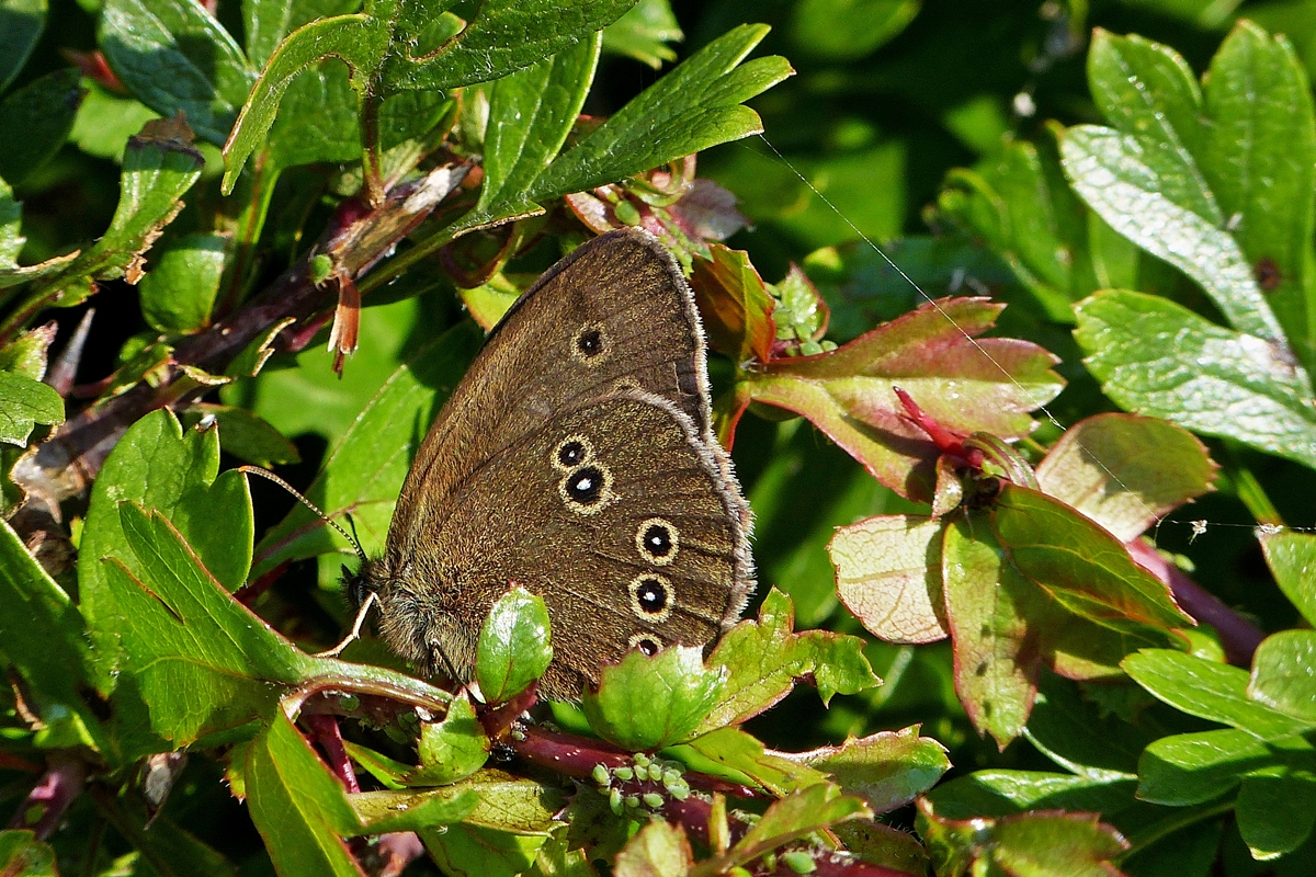 . Die Bewohner unserer Hecke. 01.07.2014 (Jeanny)