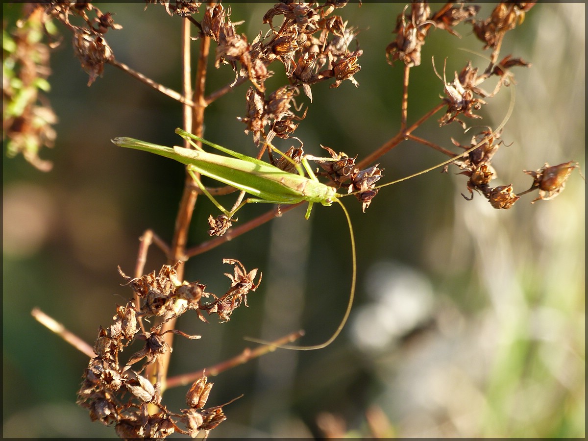 . Die Gemeine Sichelschrecke (Phaneroptera falcata) gesehen bei einem Spaziergang am 22.10.2013. (Hans)