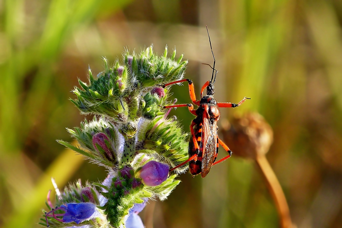 . Die Rote Mordwanze (Rhynocoris iracundus) nimmt ein Sonnenbad am 03.07.2014. (Jeanny)