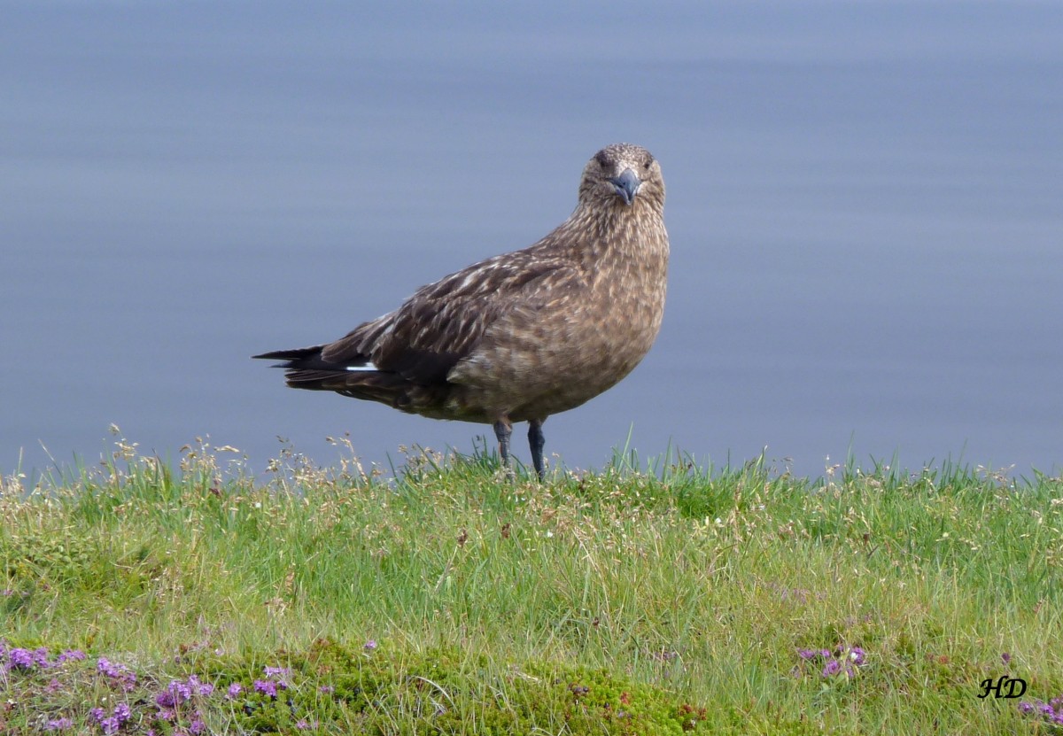  Diese Raubmwe, mit Namen Skua, mit einer Flgelspannweite von bis zu 1,50 m, gesehen im sdstlichen Island im August 2013. 