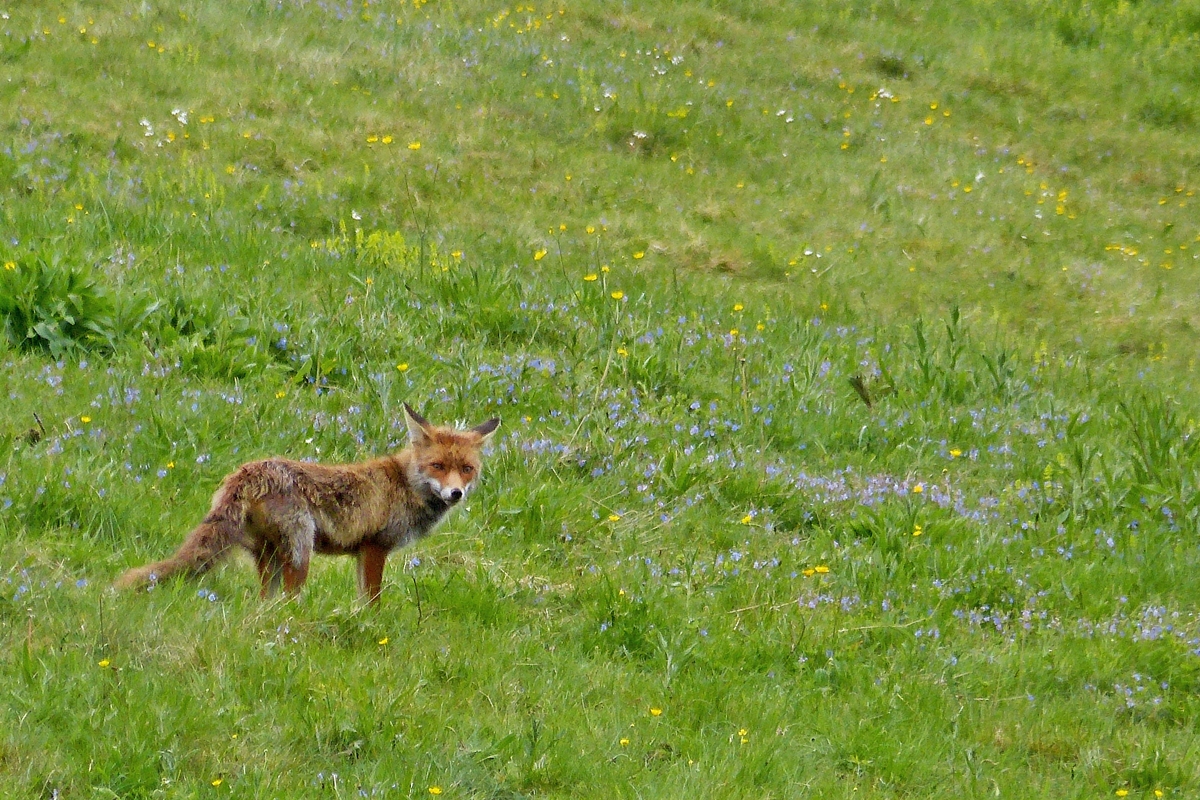 . Diesen Fuchs endeckte ich heute mittag am 13.05.2014 auf freiem Feld bei der Nahrungssuche.  