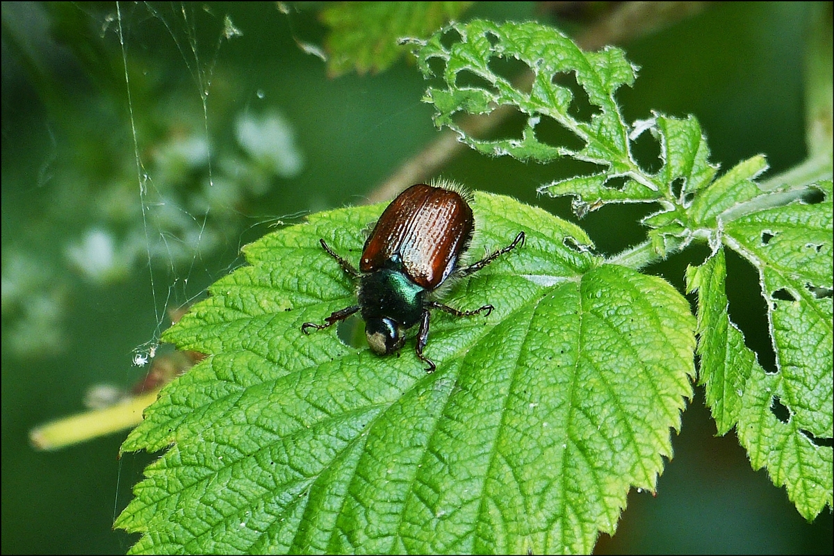 . Diesen Gartenlaubkfer sah ich am 02.06.2014 in unserm Garten. 