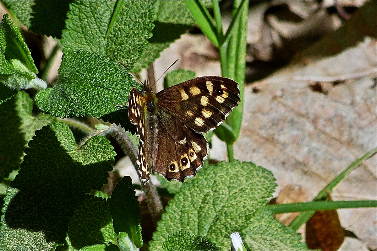 . Diesen Schmetterling  Waldbrettspiel  habe ich bei einem Spaziergang am 09.05.2018 gesehen.  (Hans)