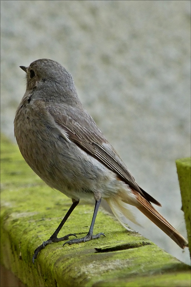 . Dieser Hausrotschwanz hatt mich whrend dem Fotografieren seines Kindes sehr genau beobachtet und beschimpft, weil ich dem Jungvogel zu nahe kamm..  24.05.2018