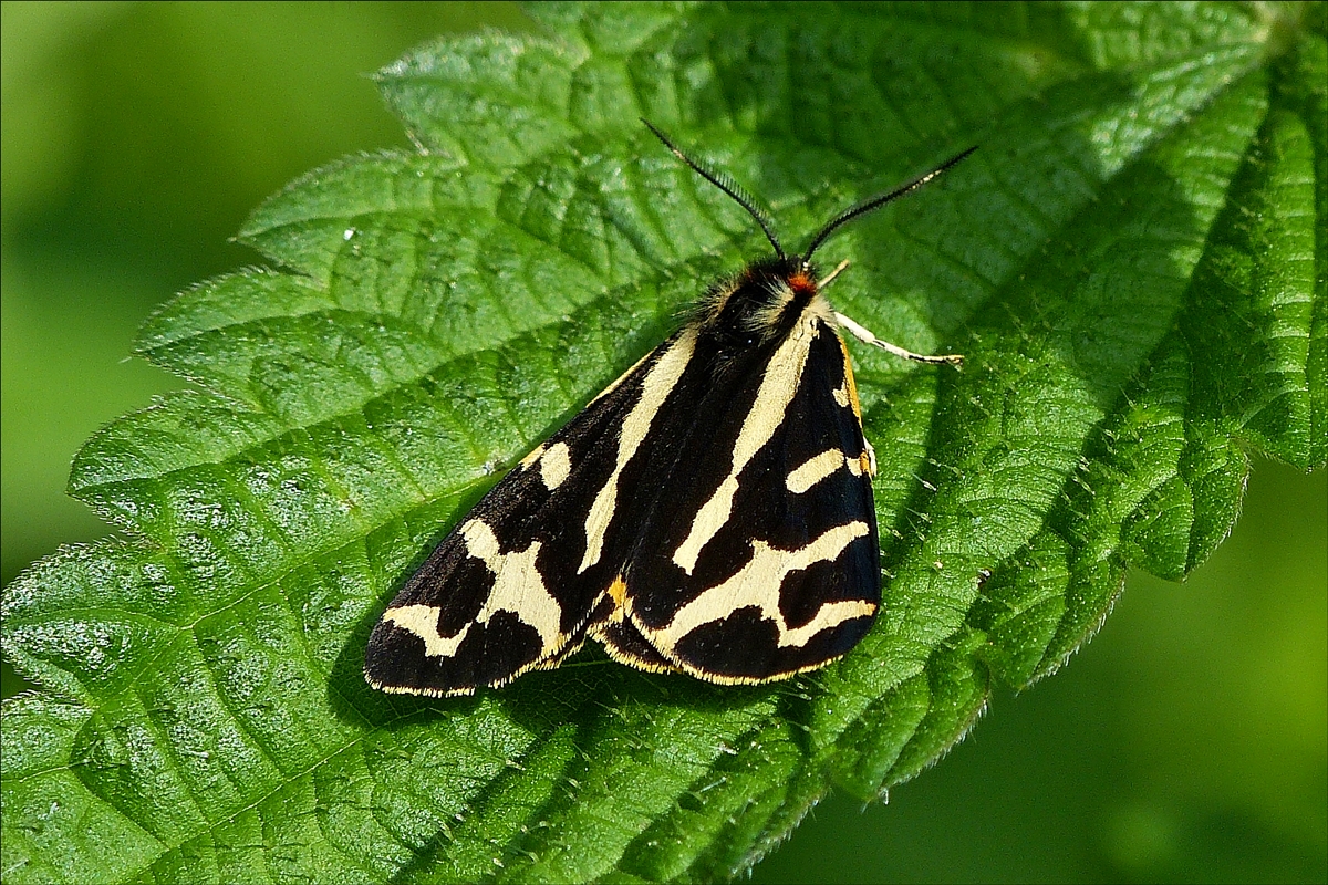 . Dieser Schmetterling der Art „Wegerichbr“ gehrt zur Familie der Brenspinner, sa am 02.06.2018 auf einer Brennesel am Wegesrand.