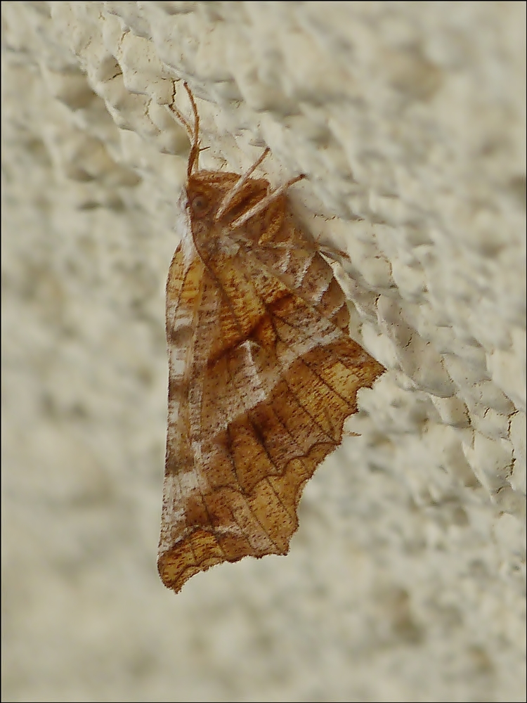 .  Dreistreifiger Mondfleckspanner (Selenia dentaria) sonnte sich an unserer Hauswand. 04.04.2014