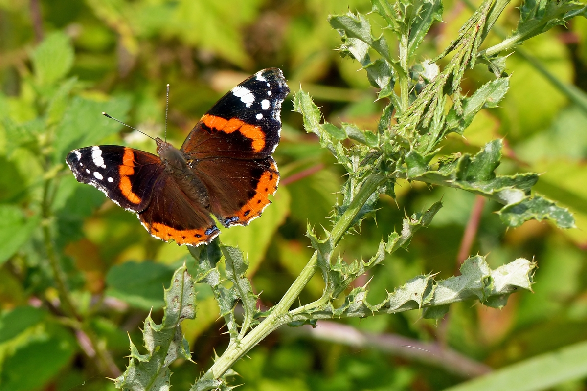 . Ein Admiral (Vanessa atalanta) ruht sich auf einer Distel aus. 15.07.2014 (Jeanny)