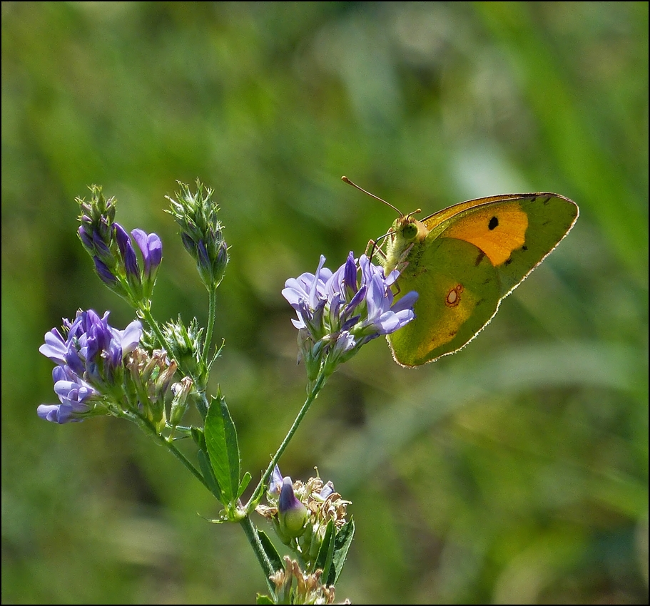 . Ein uerst seltener Gast in unseren Breitengraden, ein Postillon Mnnchen (Colias croceus) beim Nektarnaschen in Grevenmacher (Luxemburg). 21.08.2013 (Jeanny)             