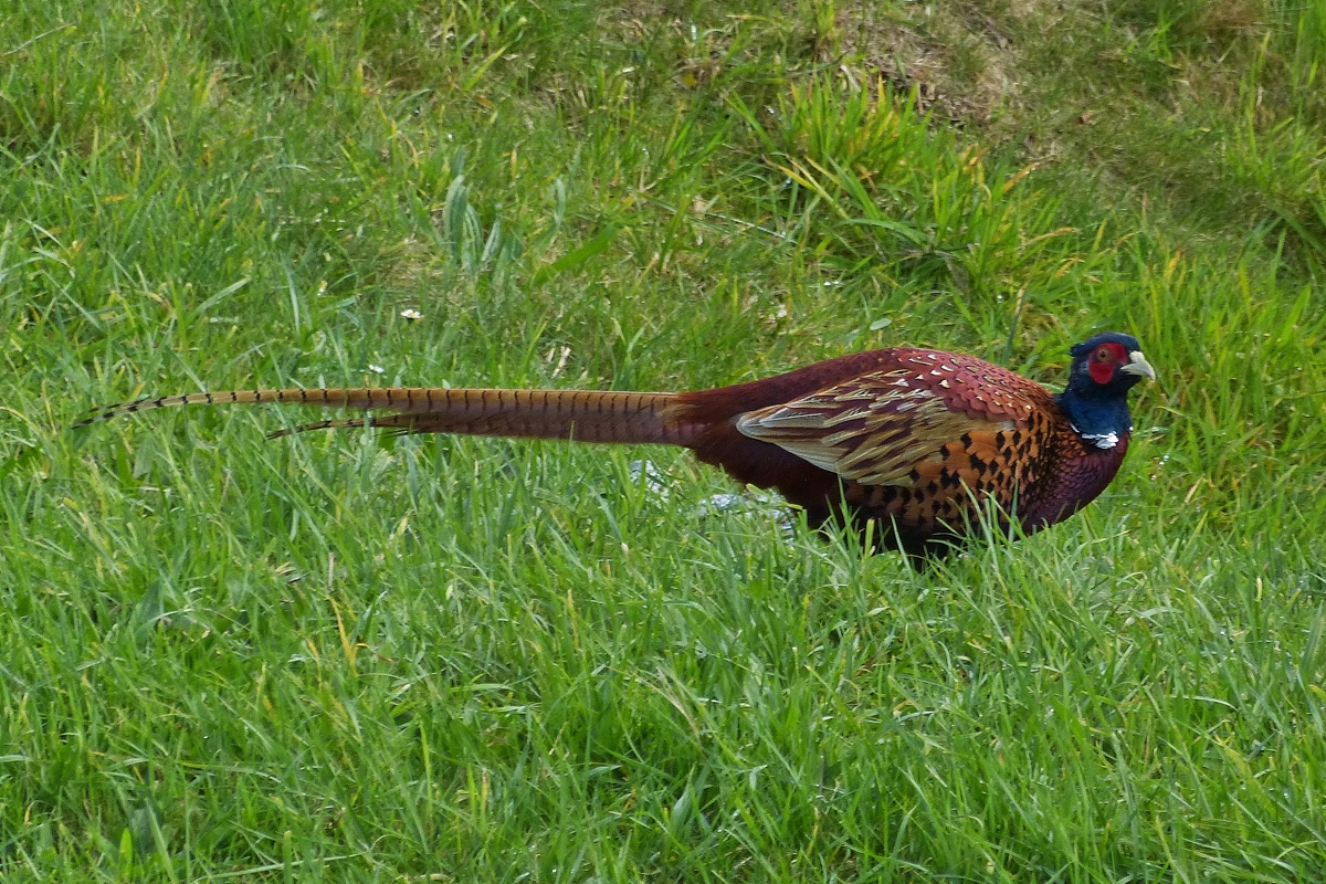 . Ein Fasan am Wegesrand. 09.10.2014 (Hans)