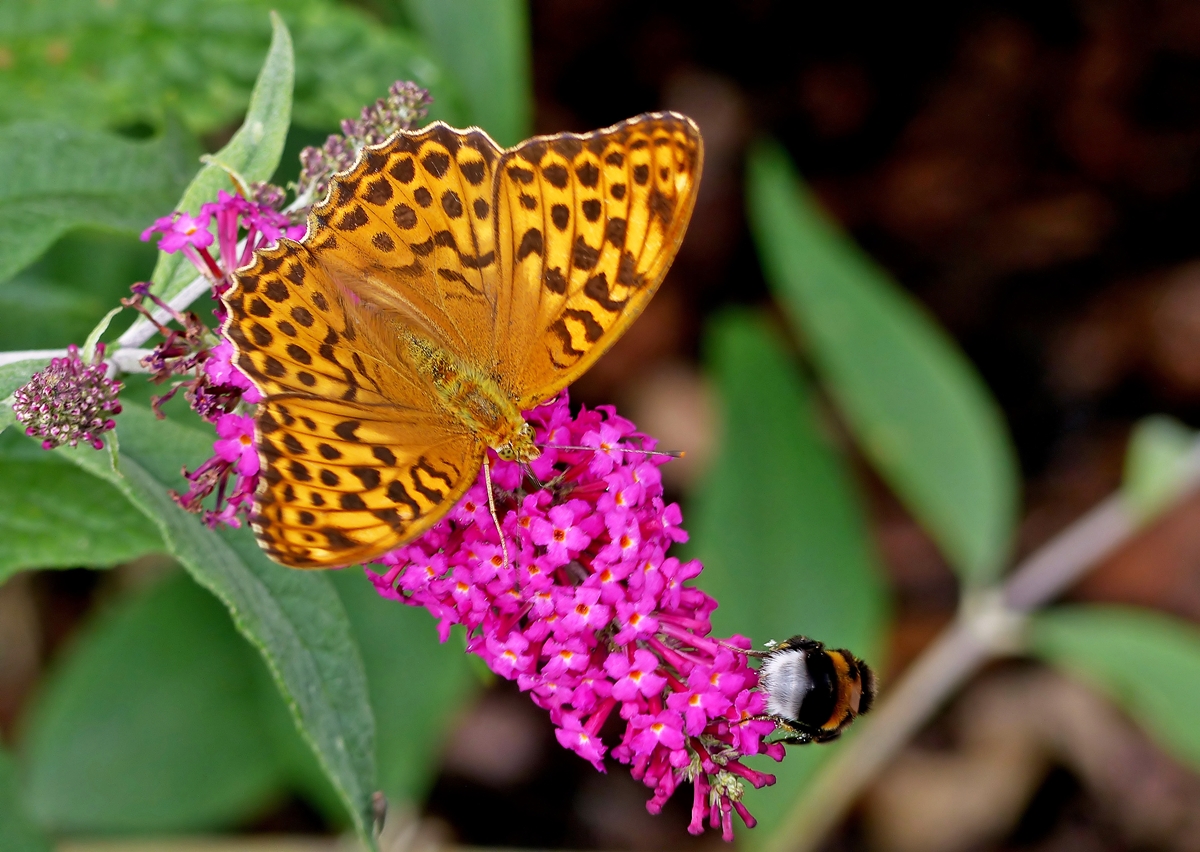 . Ein Kaisermantel (Argynnis paphia) aufgenommen am 29.07.2014. (Jeanny)