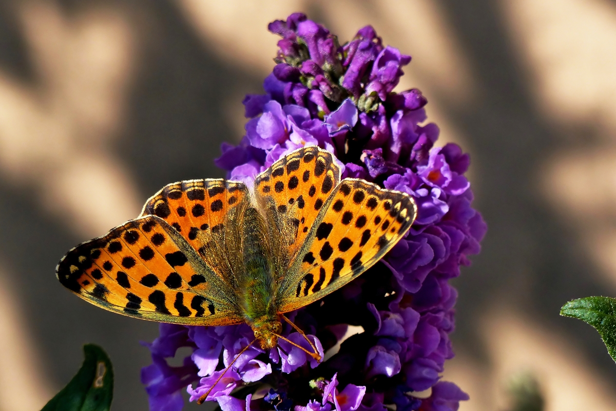 . Ein Kleiner Perlmutterfalter (Issoria lathonia) labt sich am Nektar des Buddleja. 12.09.2014 (Jeanny)