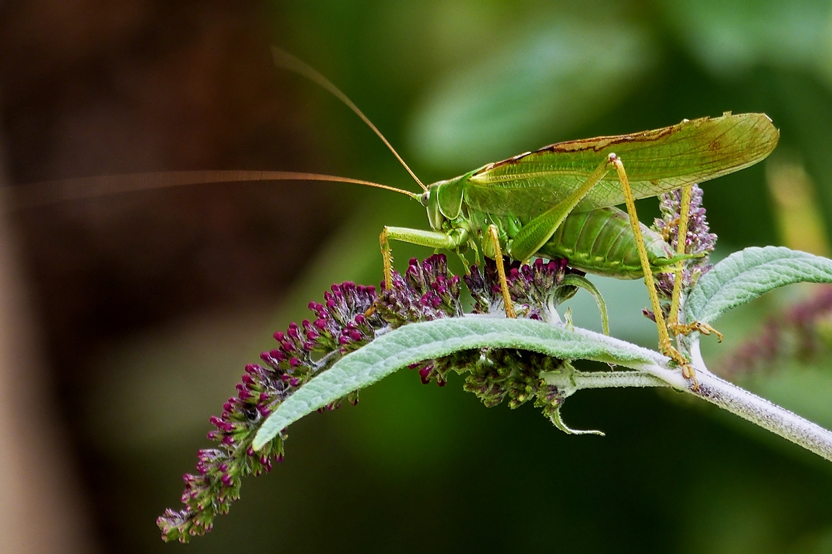 . Ein Mnnchen der Gattung Grnes oder Groes Heupferd (Tettigonia viridissima) besucht der Sommerflieder.  26.08.2014 (Hans)