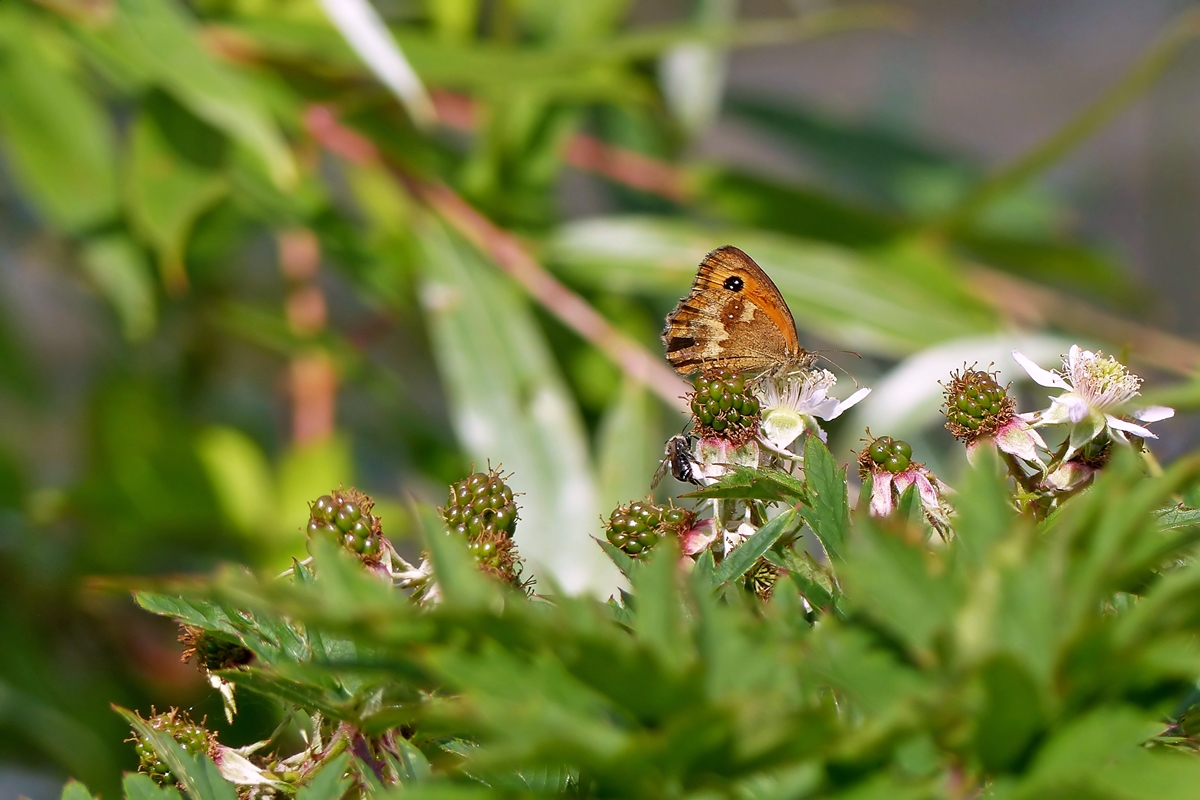 . Ein Rotbraunes Ochsenauge (Pyronia tithonus) mit geschlossenen Flgeln auf einem Brombeerstrauch. 15.07.2014 (Jeanny)  