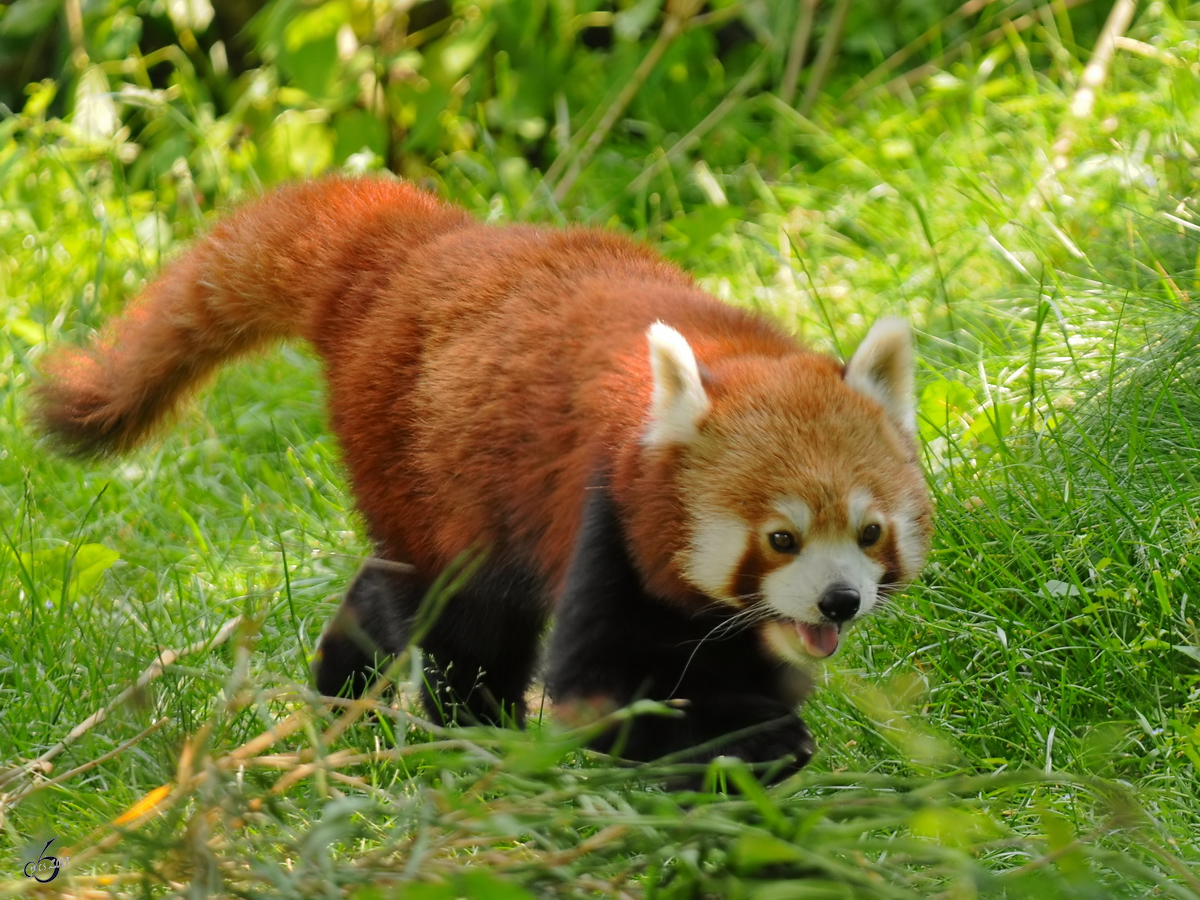  Ein Roter Panda auf Spaziergang. (Zoo Dortmund, Juni 2010) 