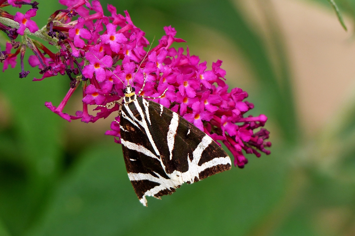 . Ein Russischer Br oder Spanische Flagge (Euplagia quadripunctaria) besuchte am 08.08.2014 unseren Buddleja Strauch. (Jeanny) 