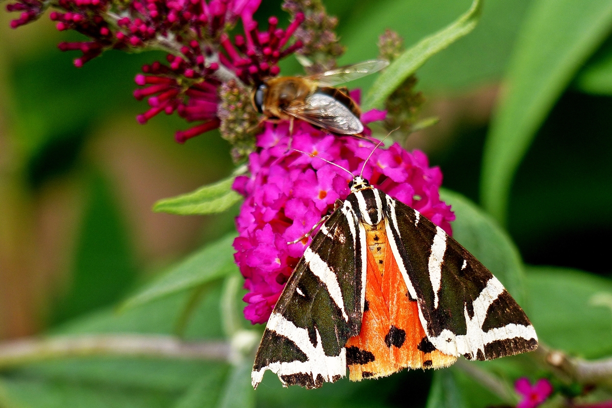 . Ein Russischer Br oder Spanische Flagge (Euplagia quadripunctaria) besuchte am 08.08.2014 unseren Buddleja Strauch. (Jeanny) 