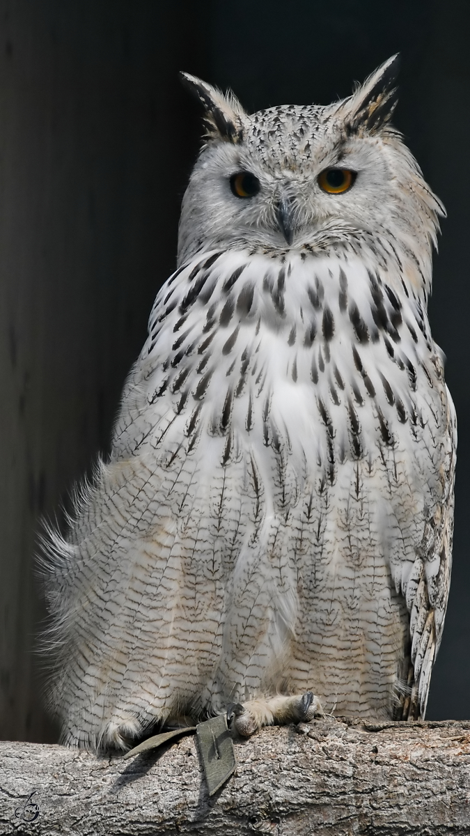  Ein Sibirischer Uhu in der Adlerarena auf der Burgruine Landskron. (Villach, August 2019)