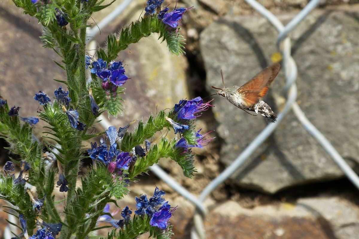 . Ein Taubenschwnzchen (Macroglossum stellatarum) in Hatzenport. 21.06.2014 (Jeanny)