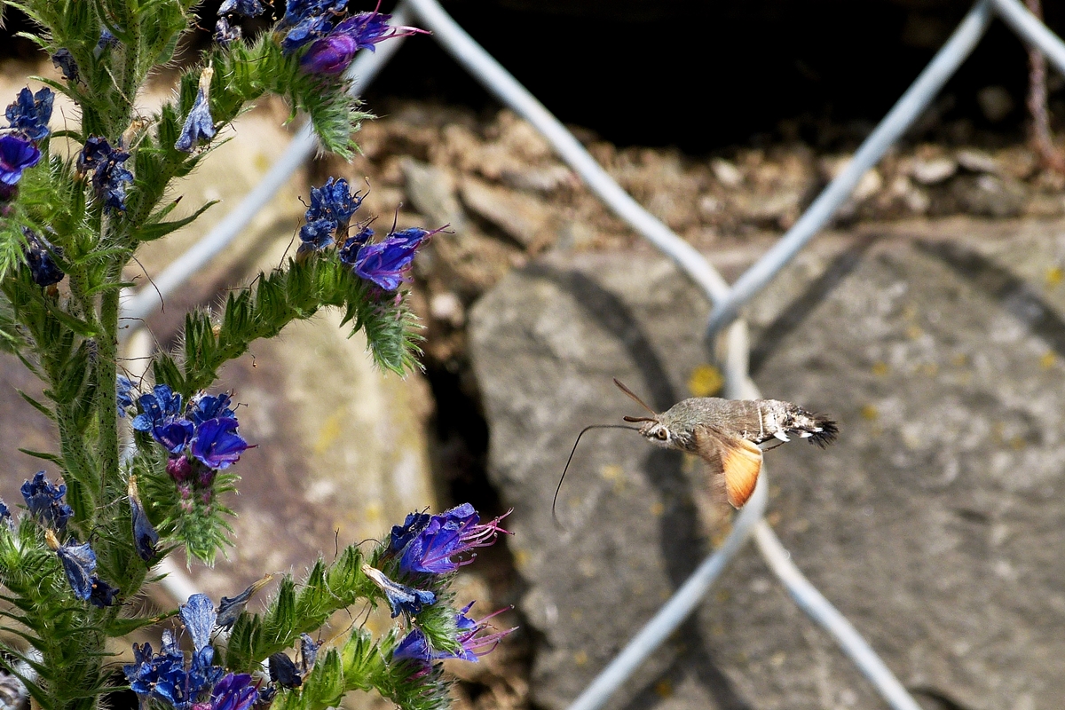 . Eine Herausforderung für die Kamera und die Fotografin - Ein Taubenschwänzchen (Macroglossum stellatarum) in Hatzenport. 21.06.2014 (Jeanny) Taubenschwänzchen sind wie alle Schwärmer ausgezeichnete Flieger. Ihr sehr schneller und wendiger Flug ähnelt dem von Kolibris: Beim Nektarsaugen stehen sie im Schwirrflug vor den Blüten und saugen mit ihrem langen Saugrüssel, den sie bereits beim Anflug ausrollen und zielsicher in die Blütenkelche einführen. Sie gehören zu den wenigen Insekten, die auch rückwärts fliegen können. Sie können sogar kleinste Pflanzenbewegungen, die durch Wind verursacht werden, dank ihrer guten Augen perfekt durch ihren Flug kompensieren, so dass ihre Position zur Blüte immer konstant bleibt. Die Schlagfrequenz der Flügel beträgt ungefähr 70 bis 90 Schläge in der Sekunde, die Fluggeschwindigkeit beträgt bis zu 80 km/h. 