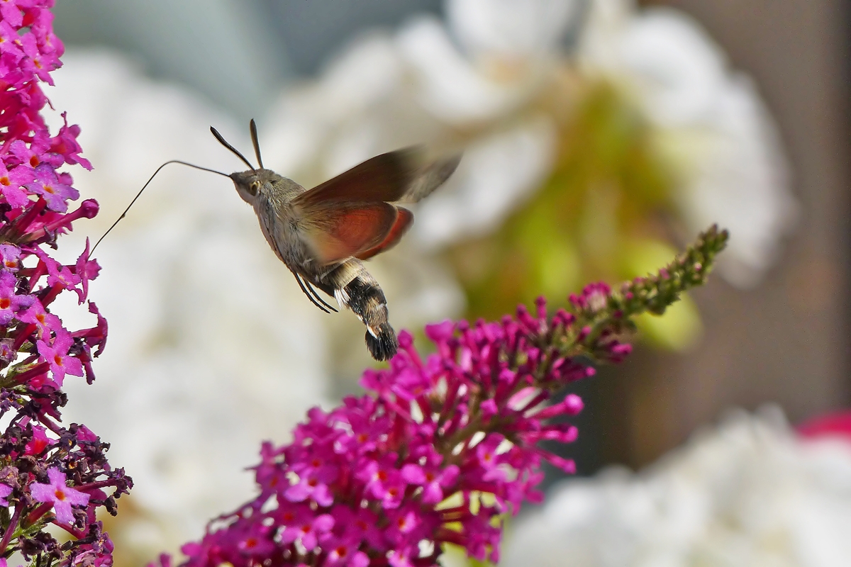 . Eine interessante Wanderfalterart: Das Taubenschwnzchen (Macroglossum stellatarum) - Den Bltennektar nehmen die Taubenschwnzchen im Fluge auf und im Eiltempo wechseln sie von Blte zu Blte. Bei jedem Trunk am Nektar tanken sie wieder reichlich auf und gleichen den Energieverlust des Fluges wieder mehr als aus. Schwrmer sind mit besonders langen Saugrsseln ausgestattet, die bei einigen Arten sogar die Krperlnge bertreffen. Mit diesem berlangen Rssel kommen Taubenschwnzchen an Blten, die fr fast alle anderen Insekten unerreichbar sind. 18.07.2015 (Jeanny)