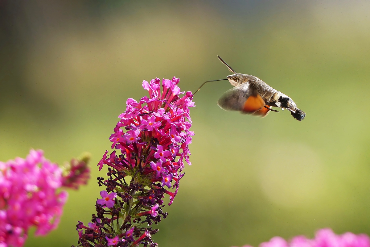 . Eine interessante Wanderfalterart: Das Taubenschwnzchen (Macroglossum stellatarum) - Seinen Namen erhlt es wohl von dem federartigen Hinterteil, das wirklich etwas von einem Vogelschwanz hat. Wer den Kopf nahe genug an ein fliegendes Taubenschwnzchen bringt, kann das eindrckliche Summen der Flgel hren. Den Bltennektar nehmen die Taubenschwnzchen im Fluge auf und im Eiltempo wechseln sie von Blte zu Blte. 18.07.2015 (Jeanny)