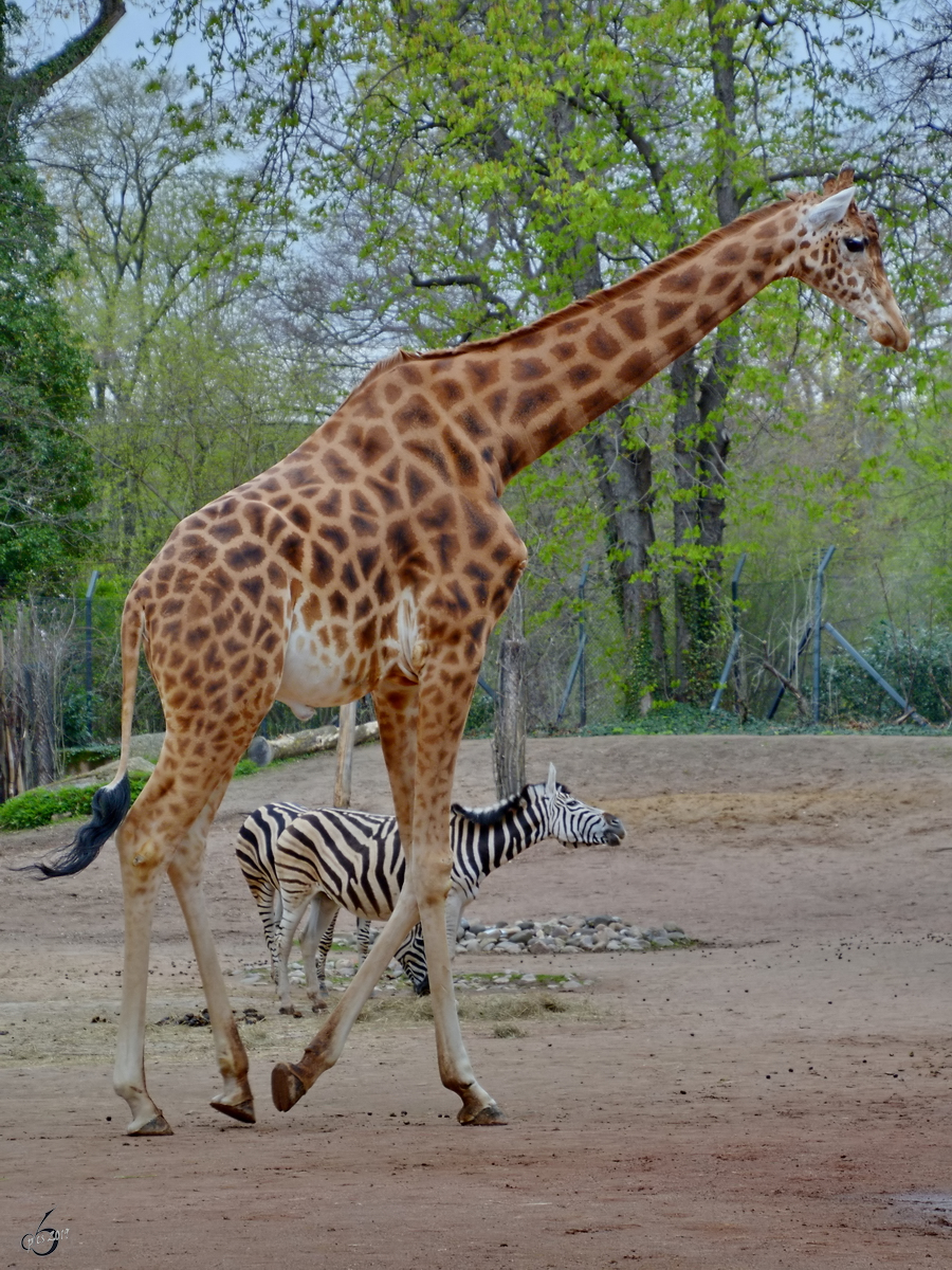 Eine Kordofan-Giraffe und ein Chapman-Steppenzebra waren Anfang April 2017 im Zoo Dresden zu entdecken.