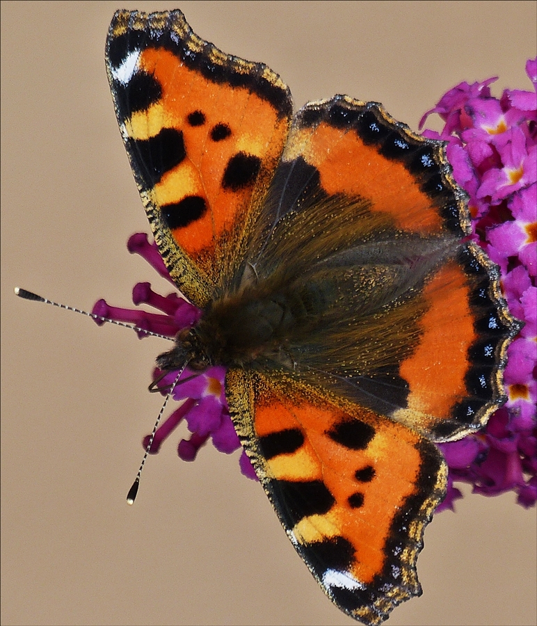 . Endlich blht unser Schmetterlingsstrauch (Buddleja) vor unserer Tr, schon sind die ersten Schmetterlinge zu Gast. hier ein kleiner fuchs.  18.08.2016