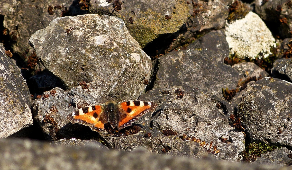 . Farbtupfer an der Bahnstrecke - Ein Kleiner Fuchs (Aglais urticae) geniet die Mrzsonne. 11.03.2014 (Jeanny)