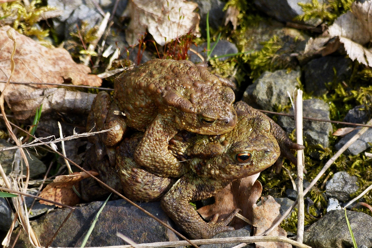 . Frhlingsgefhle bei den Erdkrten. 01.04.2014 (Hans)