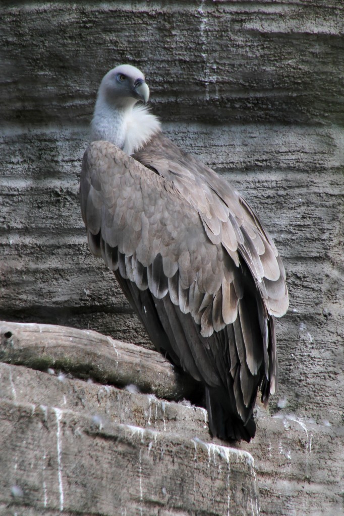  Gnsegeier (Gyps fulvus) am 26.6.2010 im Leipziger Zoo.