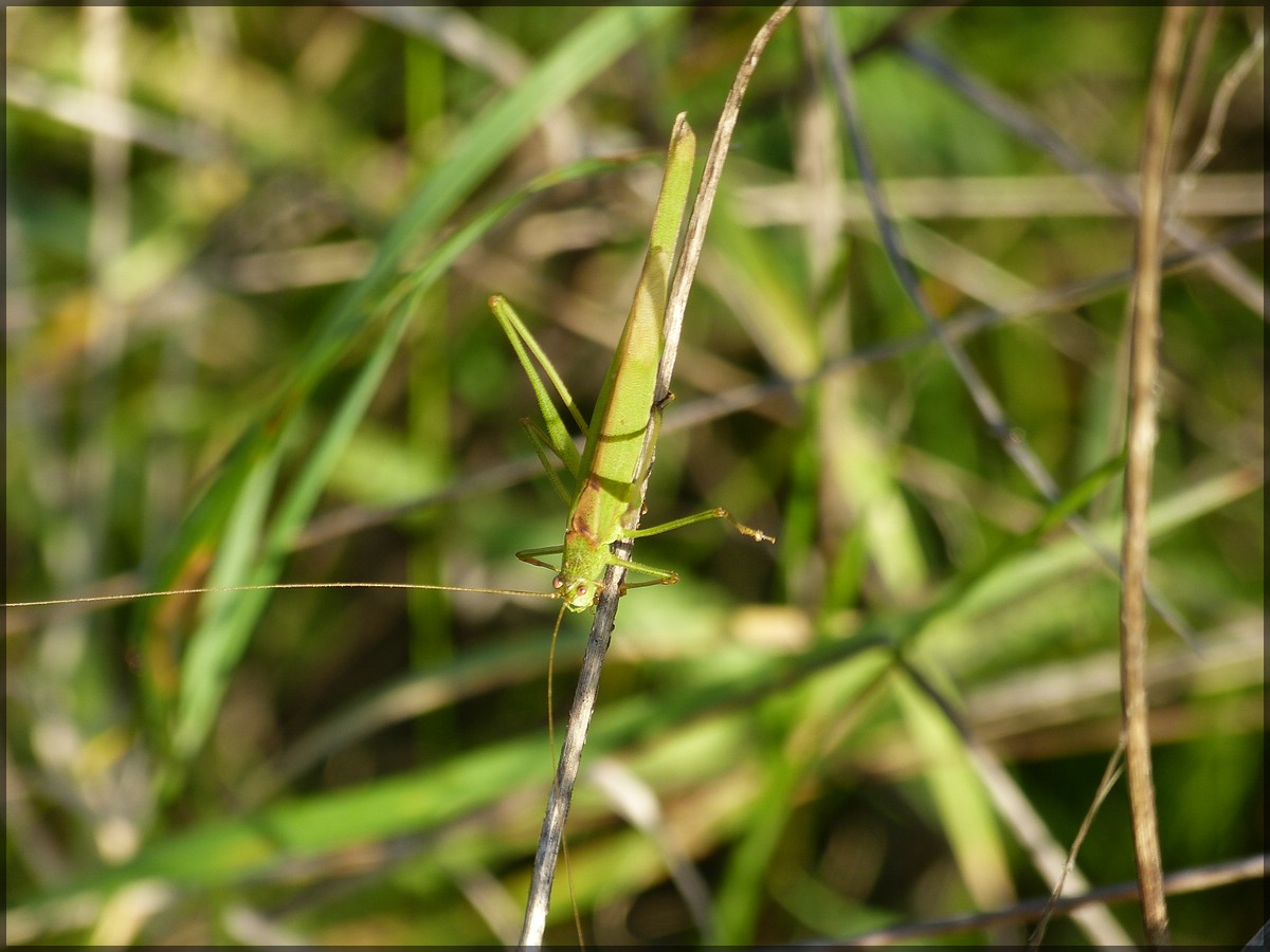 . Gemeine Sichelschrecke (Phaneroptera falcata). 22.10.2013 (Hans)