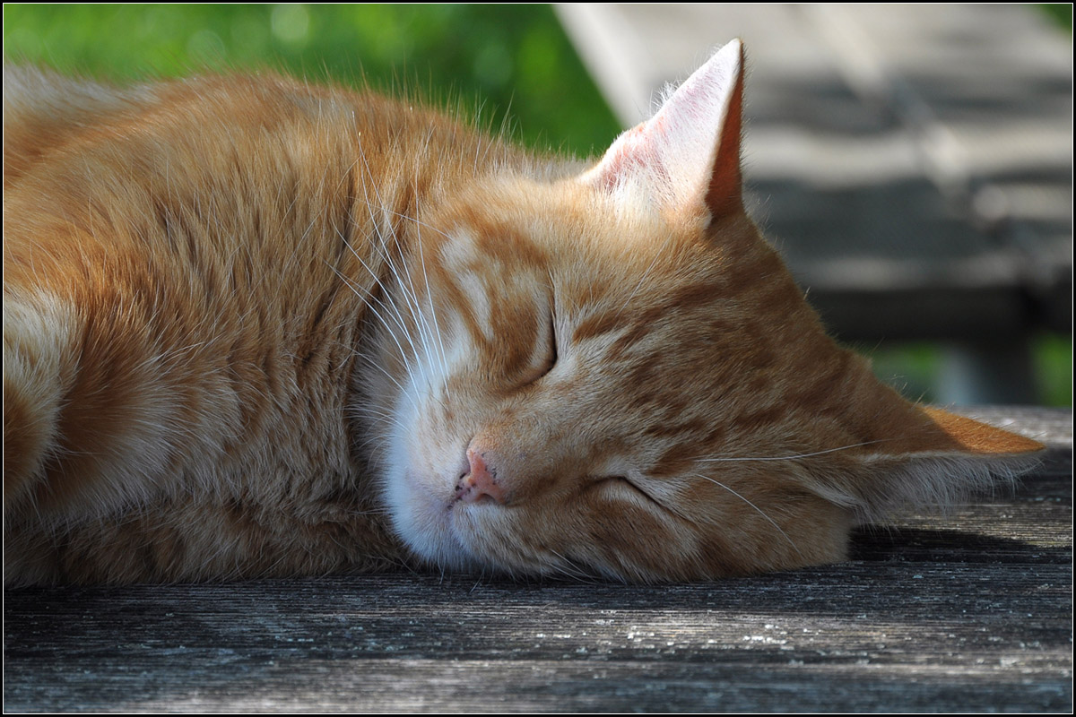 . Gemtlich -

Unbekannte Katze im Unicampus von Augsburg.

07.09.2014 (J)