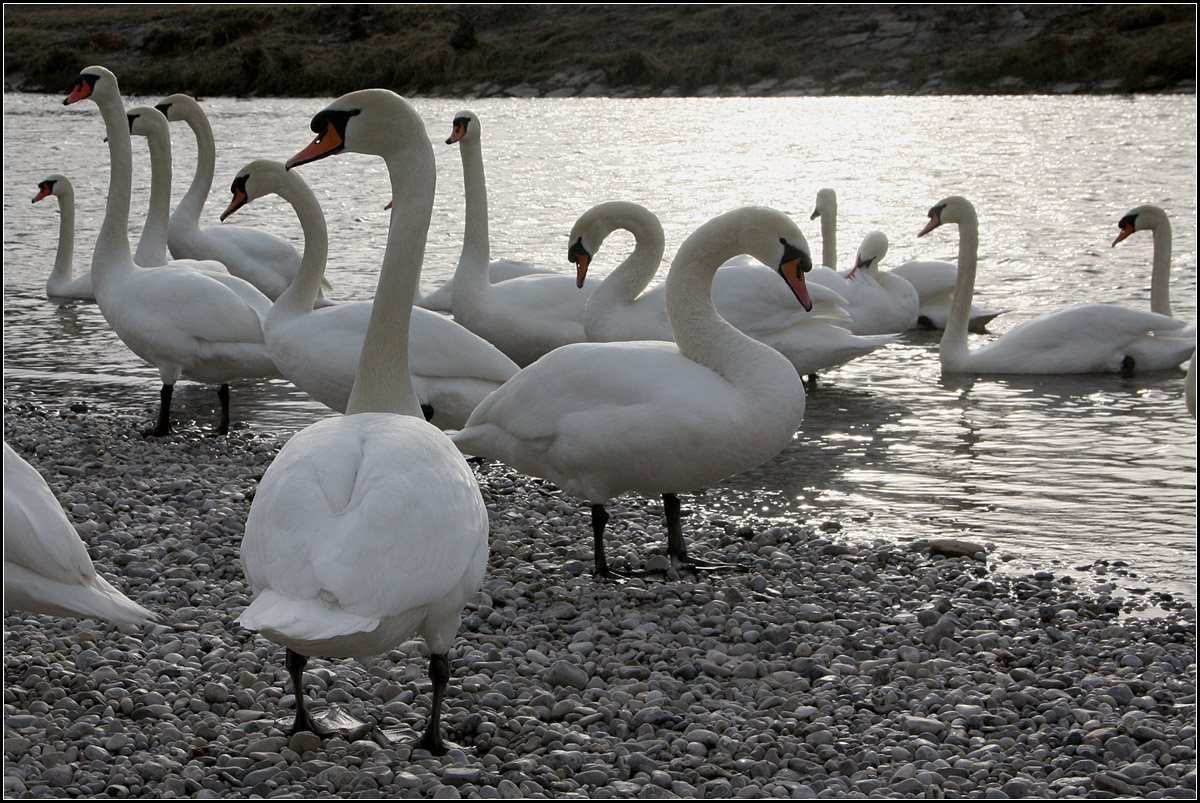 . Gestreckt oder gekrmmt -

.. die Hlse der Schwne an der Isar hier in Mnchen.

17.03.2015 (M)