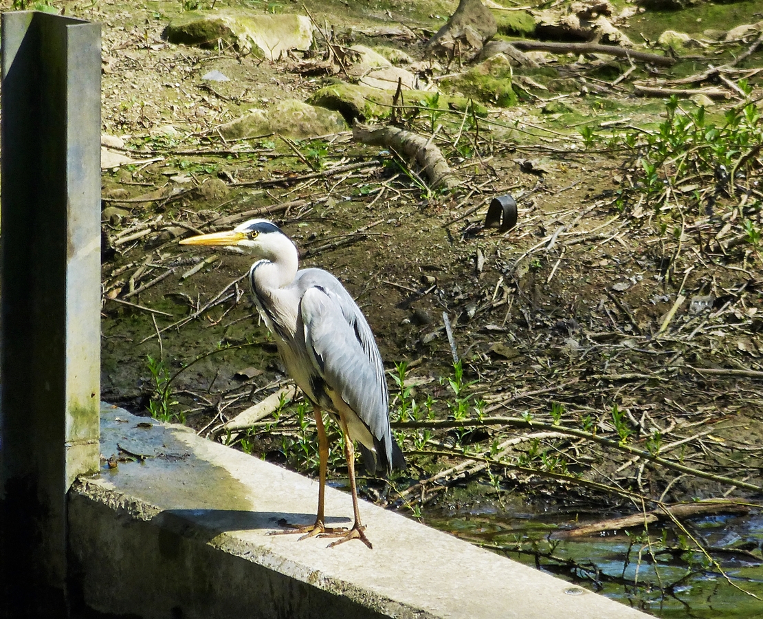 . Graureiher auf einer kleinen Mauer am Rande eines fast trockenen Wasserlaufes.  16.04.2014