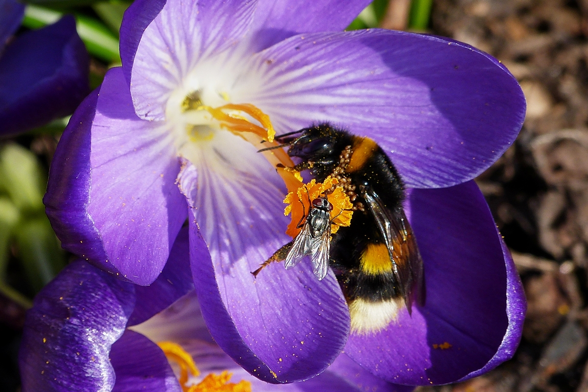 . Groer Andrang bei den Krokussen. 06.03.2014 (Jeanny)