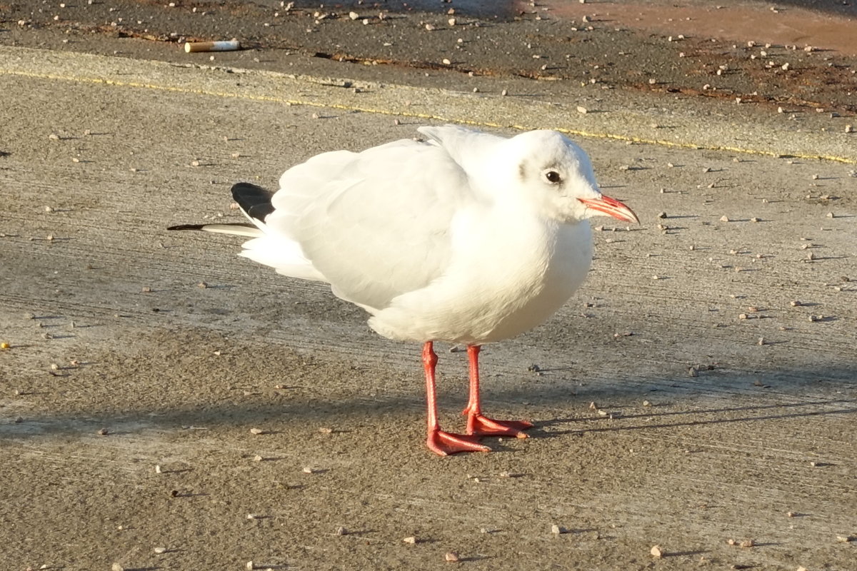  Hamburg am 29.10.2019: Mwe auf Futtersuche /