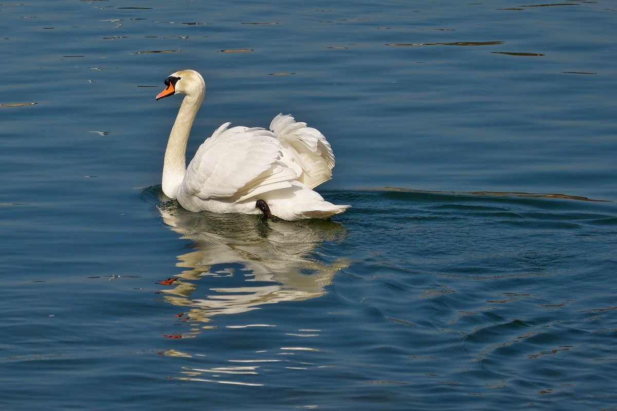 . Imponierhaltung eines Hckerschwans. 17.03.2015 (Hans)