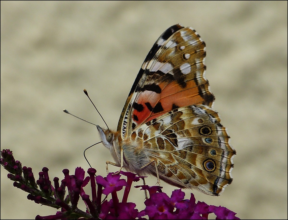 . Impressionen eines Distelfalters (Vanessa cardui) - Auch mit geschlossenen Flgeln entfaltet der schne Falter seine ganze Pracht. 13.08.2013 (Jeanny)